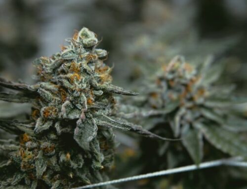 Idaho Medical Cannabis Act Petition Drive To Launch Soon