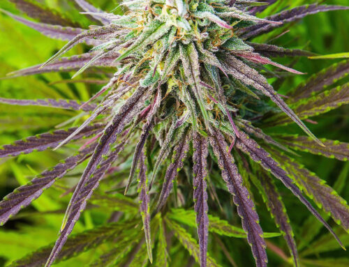 Atascadero upholds cannabis retail ban – New Times San Luis Obispo