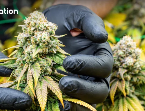 Cannabis reform network proposes overhaul of 3 laws, urges fast-track Cannabis Bill