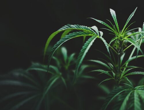 Ohio Senate Votes, 32-0, To Reject House Changes to Cannabis, Hemp Laws