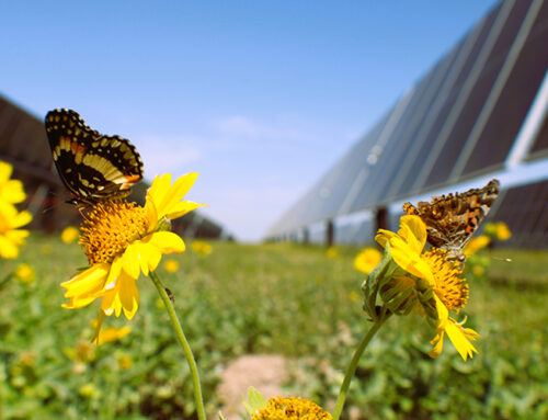 Solar beats wind, hydro for top renewable electricity source in US
