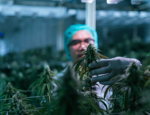 Why Trulieve Cannabis Stock Sank by 4% Today