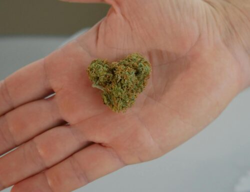 How to Pick the Best Flower: Tips for Selecting Cannabis That Will Hit the Spot