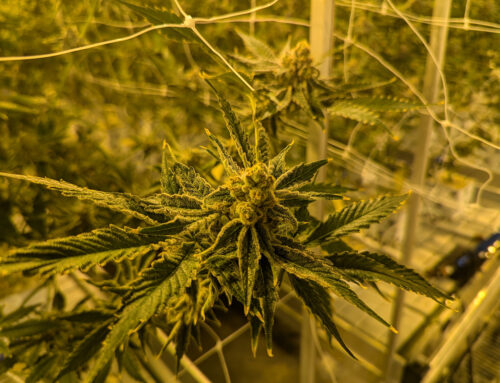 Nebraska’s first medical cannabis cultivators offered licenses as legal threats loom