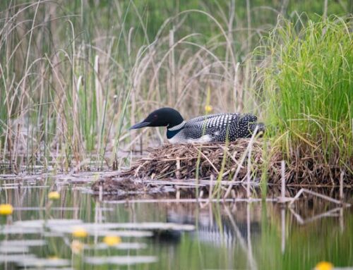 Four Lakes Task Force outlines next phase of environmental restoration