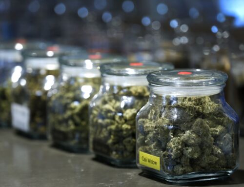 Is cannabis safe as you age? Doctors see dangers — and the main risk may not be what you e