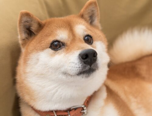 Should You Forget Bitcoin and Buy Shiba Inu Instead? @themotleyfool #stocks $SHIB $BTC $DO