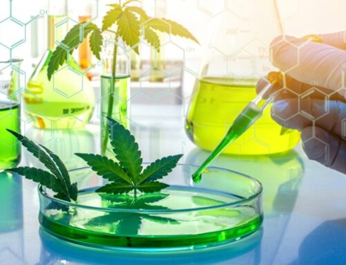 Building High-Impact Teams in the Cannabis Industry