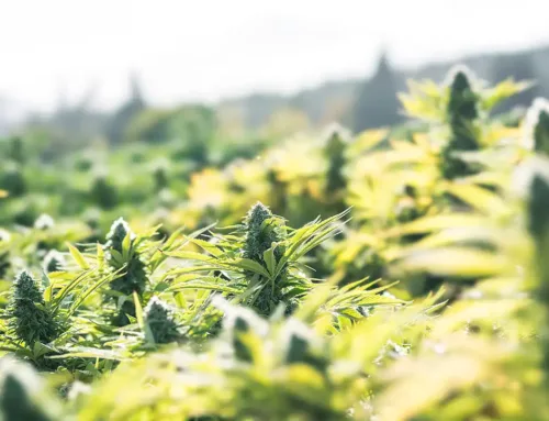 Minnesota cannabis cultivation still lagging far behind demand