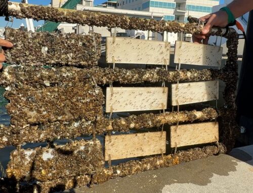 USF studies environmental impact of pollutants like pharmaceuticals in Tampa Bay