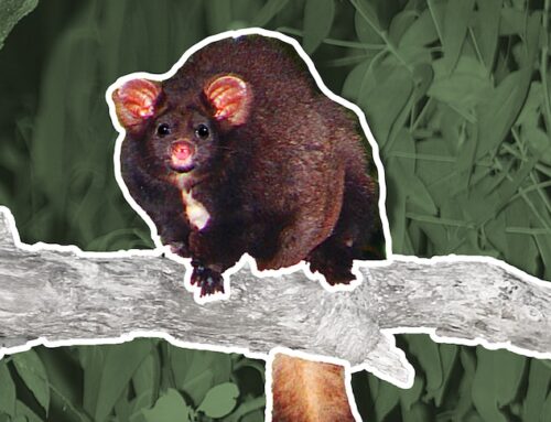 ‘Absolute madness’: Environment groups decry glider survey results