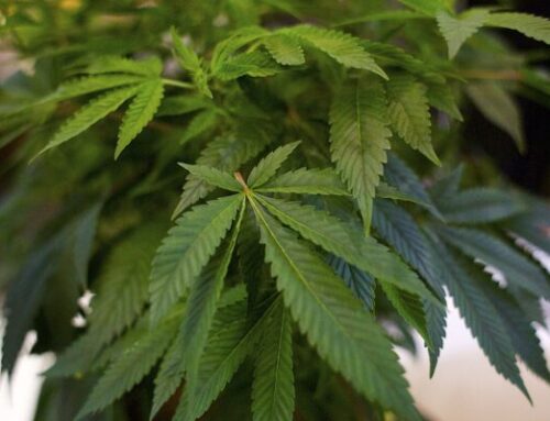 Maine expands recall of cannabis vapes