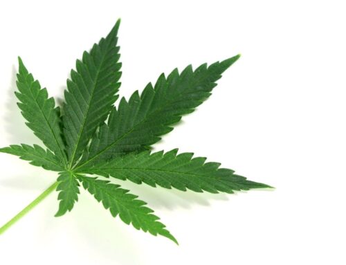 Youth Cannabis Use in Canada Declines After Legalization, Though Risk Factors Changed, Stu