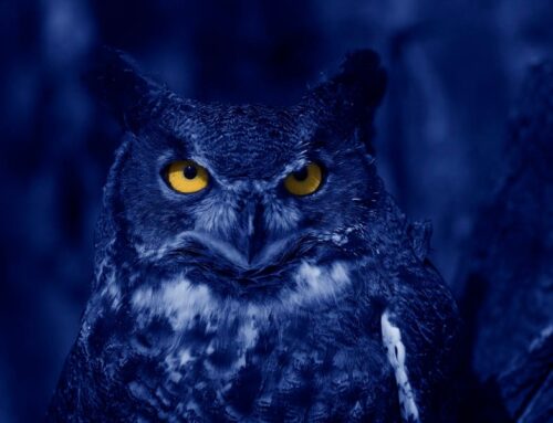 The Strange Case Of Meta