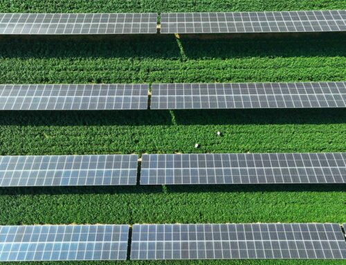 Why Farmers Are Shielding Their Crops With Solar Panels
