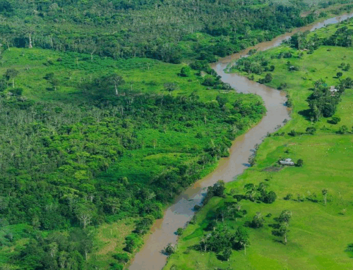Brazil launches new fund for forest protection