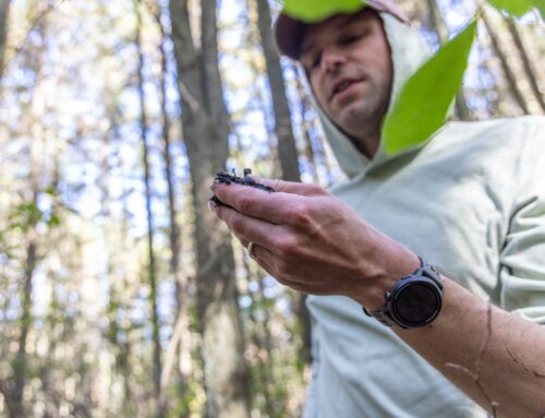New Jersey Pine Barrens offer up answers to tough climate questions