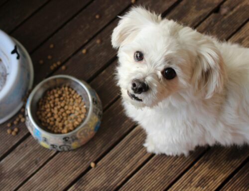 What’s the environmental impact of feeding our pets? – TPR: The Public’s Radio