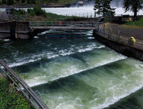 Future of clean energy and salmon depends on collaboration, not courts