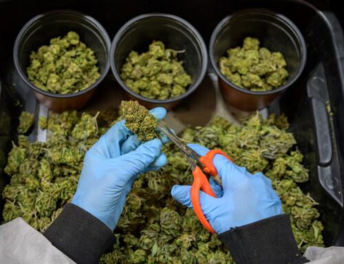 Medicare to Test Making CBD Treatment Available for Seniors