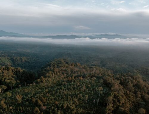 EIB Weighs Investing in Brazil’s Landmark Tropical Forest Fund