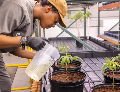 Cannabis company pays out $3 million after asthma attack as risk grows