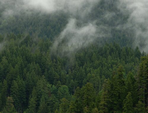 Tell your U.S. House representative to protect millions of acres of wild forest