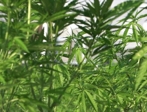 Video Cannabis may help curb alcohol consumption in trend called ‘California sober:’ Study