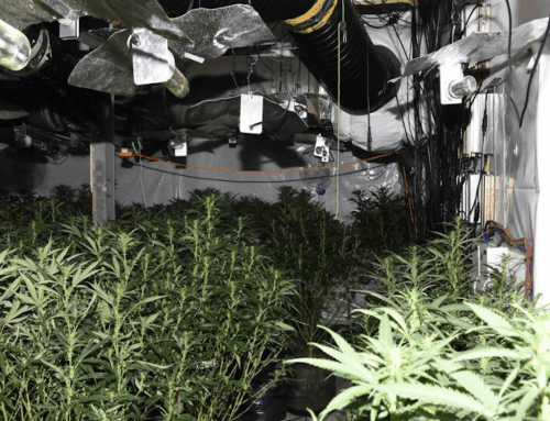 Four men jailed for £100k cannabis grows on estate