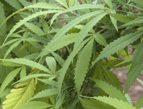 How labs test cannabis products for THC levels