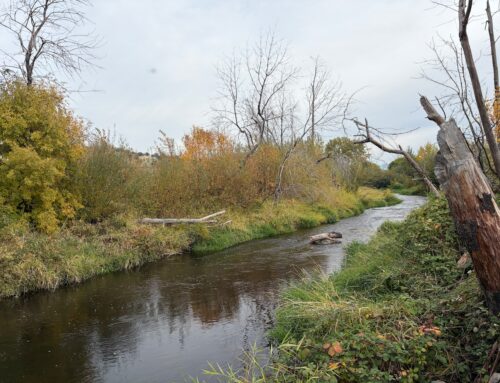 Oregon’s Miracle Mile: How a devastating wildfire led to environmental restoration