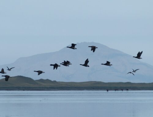 Tribes and environmental groups sue to stop road planned for Alaska wildlife refuge