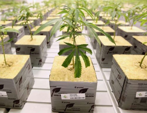 Audit: Utah’s cannabis licensing body operates as ‘a rubber stamp’ on oversight