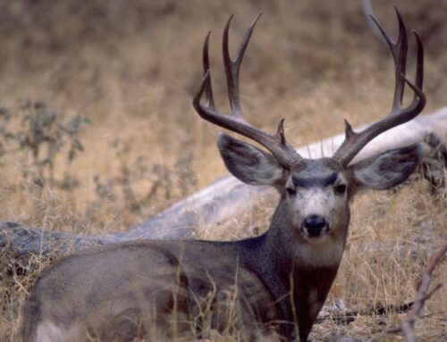 New research shows drought conditions drive deer populations to croplands, urban environme