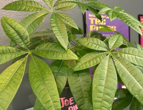 FOX 11 Investigates: Inside Wisconsin’s hemp, THC industry and battle over federal ban