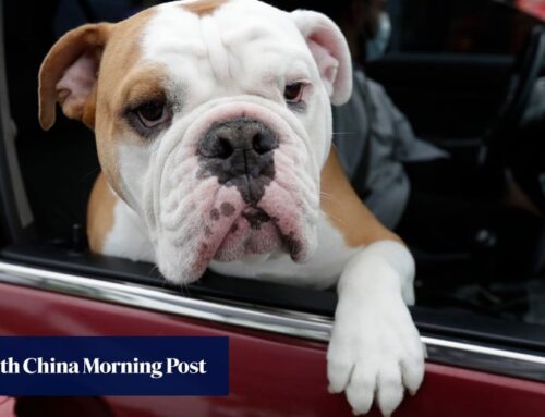 Is your pet’s dinner harming the environment as much as driving a car?