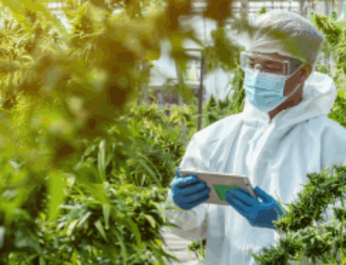 Elevating Quality Assurance: Understanding Quantitative Microbial Methods in Cannabis Test