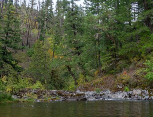 Christmas tree permits are available