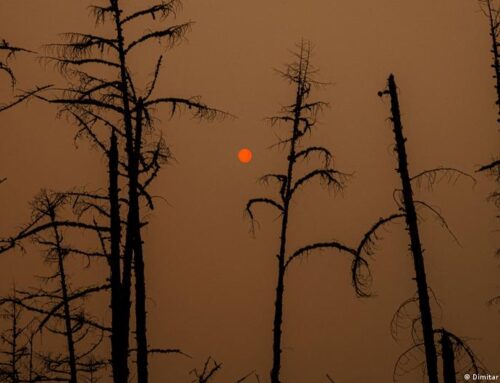 Why Russia’s environmental activists are going underground