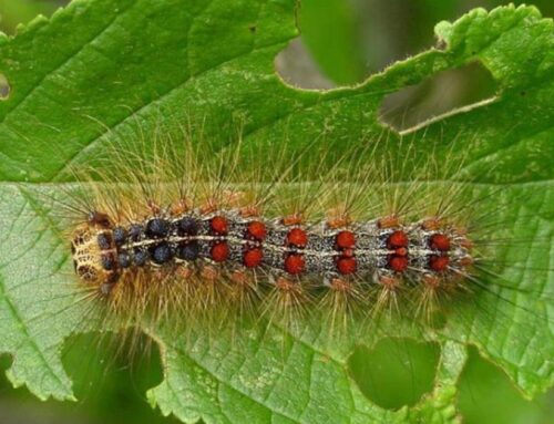 DNR: Spongy moth outbreak has ended, much smaller numbers expected