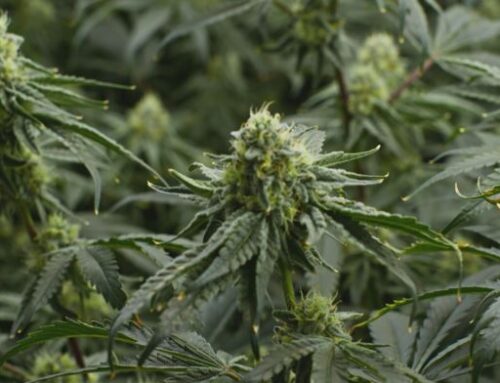 Taxes, regulations and competition making the cannabis industry arduous