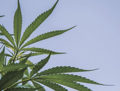 Address request for cannabis store goes up in smoke