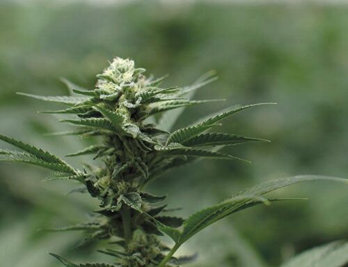 Cannabis remains a hot topic in Monterey County, legal or otherwise.