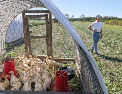 These women are turning a remote New Orleans oasis into a farming hub: ‘It’s what I’ll do