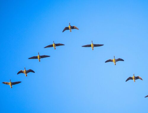 Whole Foods CEO says Amazon grocery teams should fly in formation. Like birds.