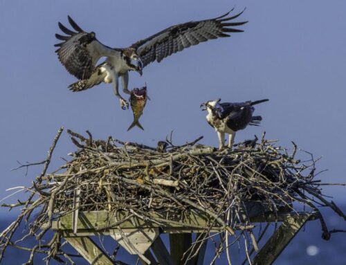 ‘Symbol of the Bay’: Concern for osprey population gains local attention