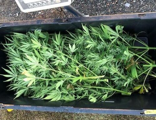 Corvallis researchers craft aroma guide for cannabis, hemp