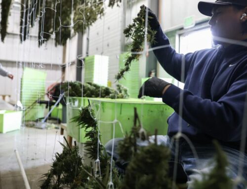 Yakima County cannabis ban unlikely to go to voters again in the near future