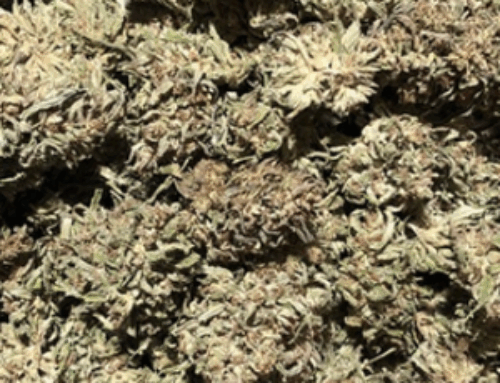 Corvallis researchers develop first-ever common language for cannabis, hemp aromas