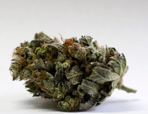 Cannabis Use Disorder Users